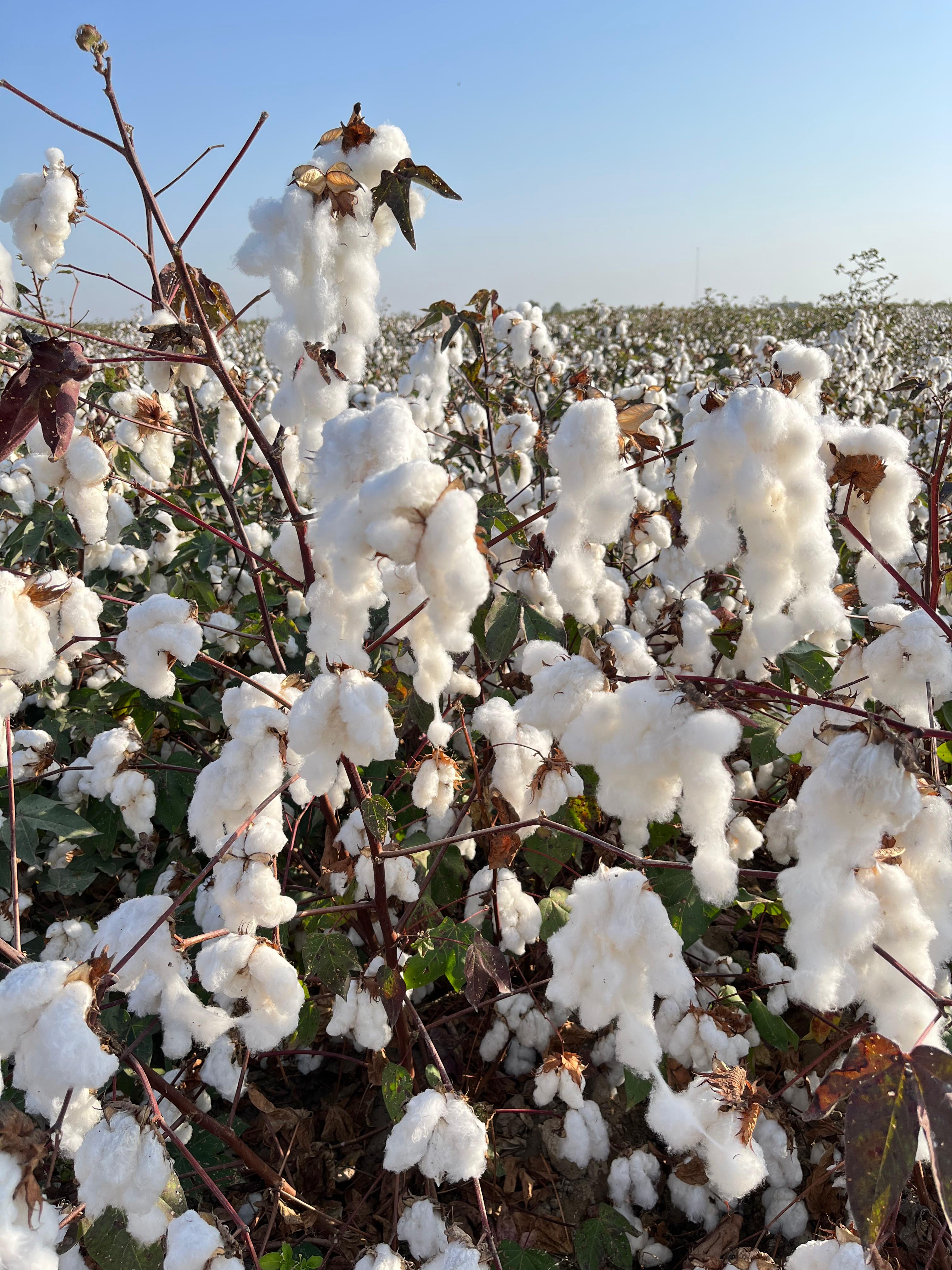 Prendas de algodón Pima